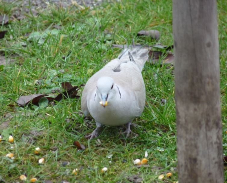 Image:Refuge_Andlau_2014_12_20_d.JPG