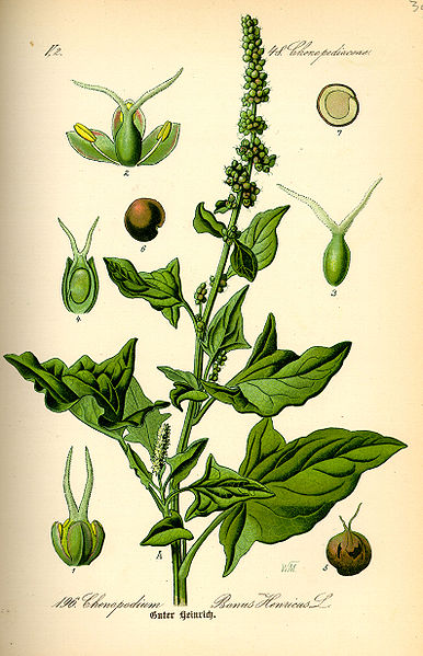 Image:Chenopodium_bonus-henricus.jpg