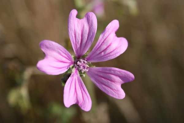 Grande mauve N Macaire BR.jpg