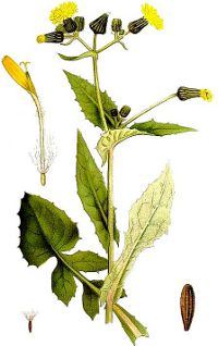 Image:Sonchus_oleraceus_BR.jpg