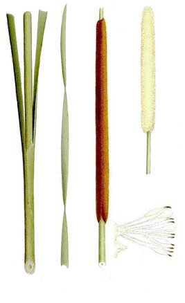 Image:Typha_angustifolia_BR.jpg