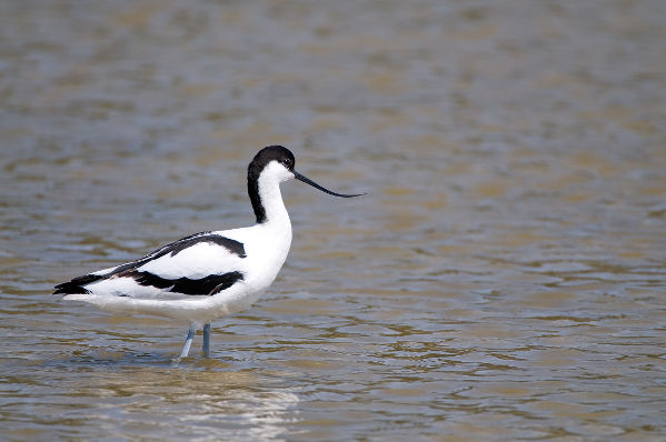 Image:Avocette_elegante_Recurvirostra_avosetta_JJ_Carlier_1336_BR.jpg