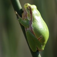 Image:Hyla_arboreaNicolas_Macaire3280BR.jpg