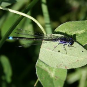 Ischnura elegans 3 Nicolas MacaireBR.jpg