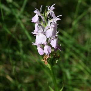 Image:Orchis_de_fuchs_Dactylorhisa_fuchsii_Nicolas_Macaire4375_BR.jpg