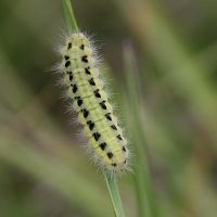 Zygaena sp chenille Nicolas Macaire4214BR.JPG