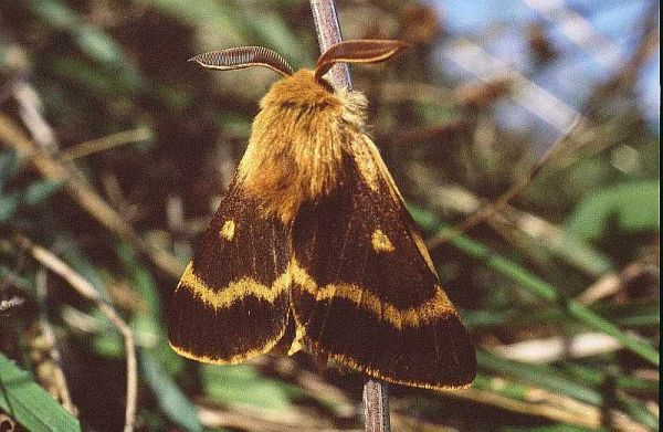 Image:Bombyx_des_buissons_Lemonia_dumi.jpg