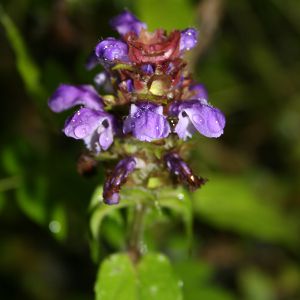 Image:Brunelle_commune_Prunella_vulgaris_Kackar_Nicolas_Macaire3141_BR.jpg