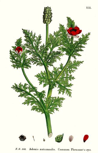 Adonis annua.jpg