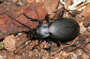 Carabus coriaceus.jpg