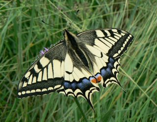 Machaon