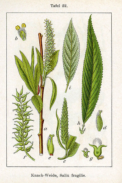 Image:Salix_fragilis.jpg