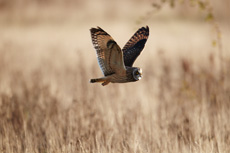 Hibou des marais RSPB images 1051062.jpg