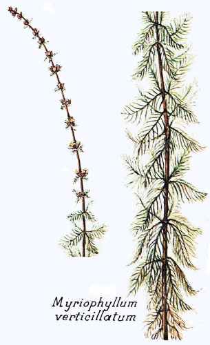 Myriophyllum verticillatum BR.jpg