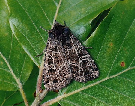 Naenia typica.jpg