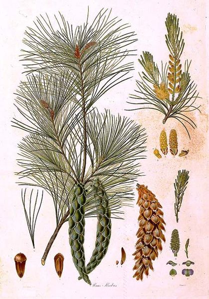 Pinus strobus.jpg