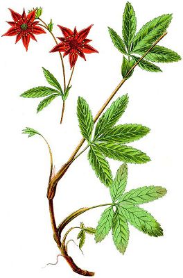 Potentilla palustris.jpg