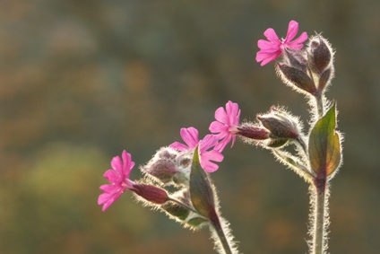 Silene dihoique.JPG