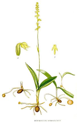 Image:Herminium_monorchis_Nordens_Flora_410.jpg