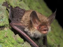 Image:Myotis_bechsteinii.jpg