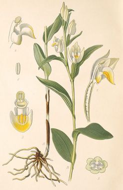 Cephalanthera longifolia.jpg