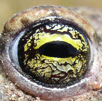 Crapaud calamite oeil Gilles BentzBR.jpg