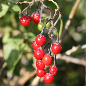 Douce amere Solanum dulcamara fruits Nicolas Macaire BR.jpg