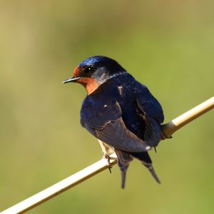 Hirondelle rustique Hirundo rustica Mickael Lefevre0019BR.JPG