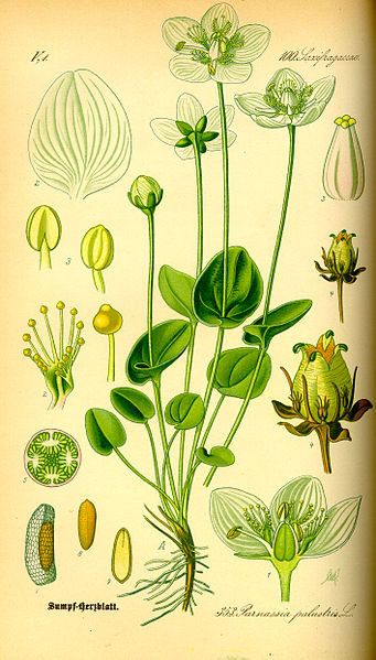 Image:Image_Parnassia_palustris.jpg