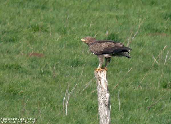 Image:Aigle_pomarin_LPO_Franche_Comte.jpg