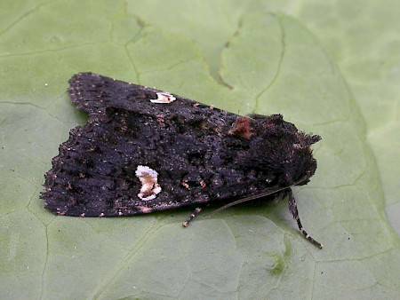 Melanchra persicaria.jpg