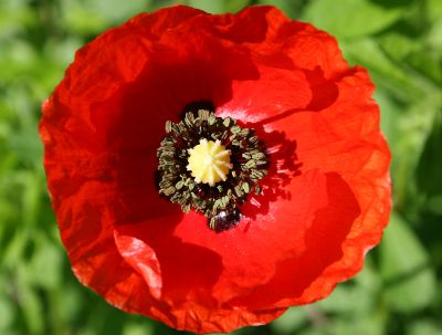 Image:Coquelicot_Papaver_rhoeas_2_Nicolas_MacaireBR.jpg