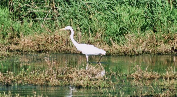 Image:Grande_aigrette_Egretta_alba_Louroux_Nicolas__MacaireBR.JPG