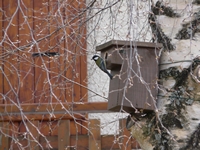 Mésange bleue 020bis LPO.jpg