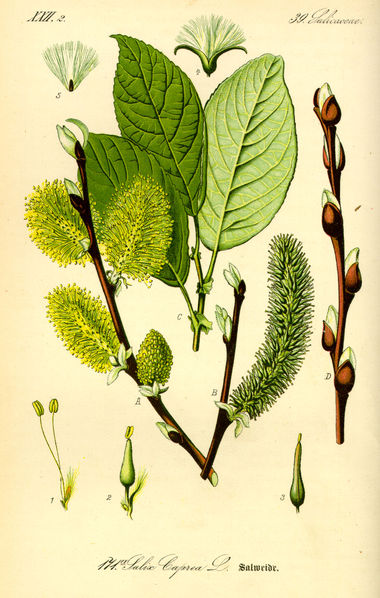 Salix caprea.jpg