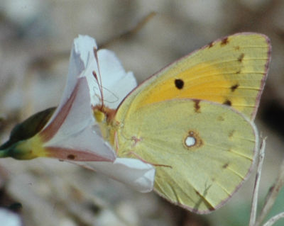 Image:Souci_Colias_crocea_Nicolas_MacaireBR.jpg