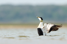 Eider a duvet RSPB images 1046029.jpg