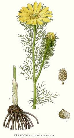 Adonis vernalis.jpg