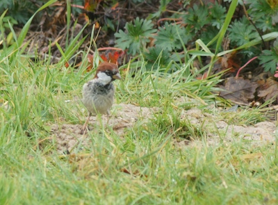 Image:Casque_rouge_2.JPG