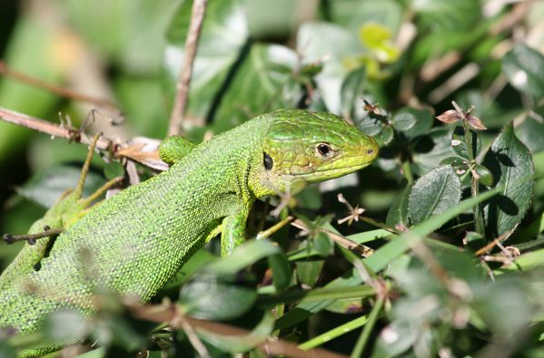 Lezard vert Lacerta bilineata Nicolas Macaire 6848 BR.JPG