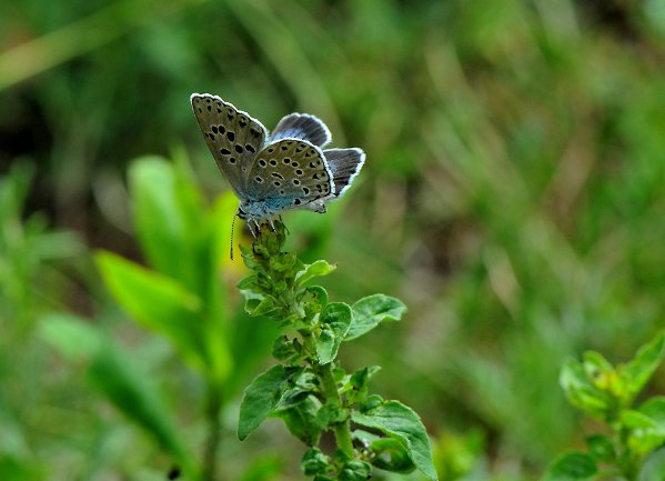 Azure du serpolet Maculinea arion Alain Hugues LPO PACA.JPG