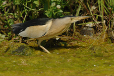 Image:Blongios_nain_RSPB_images_1052472.jpg