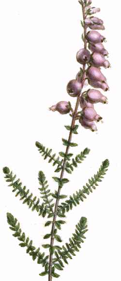 Erica ciliaris.jpg