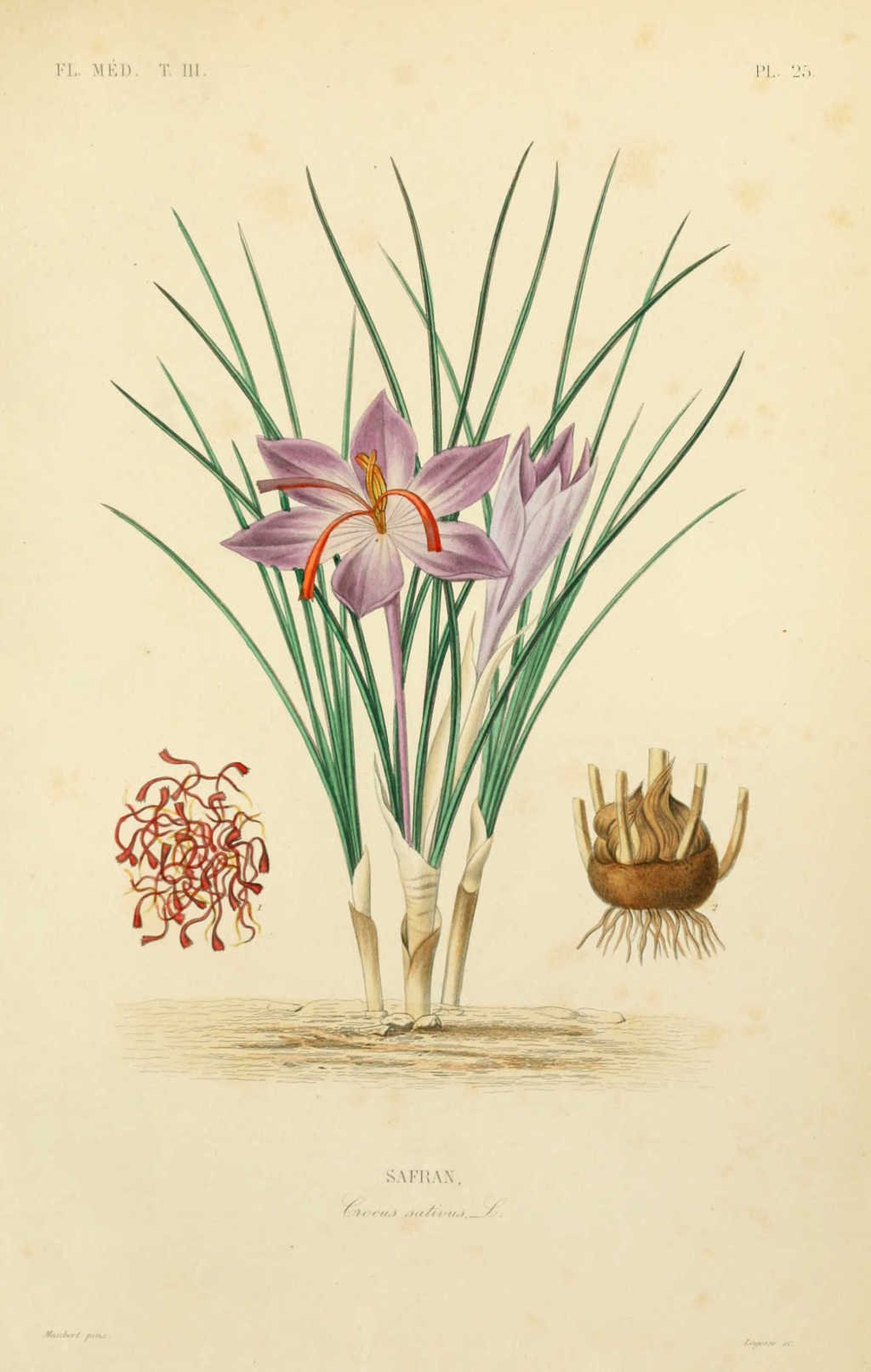 Crocus sativus.jpg