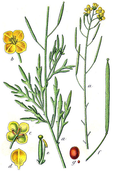 Image:Diplotaxis_tenuifolia.jpg