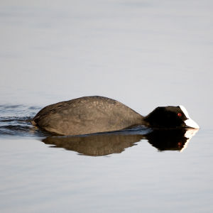 Foulque macroule Fulica atra JJ Carlier 3242 BR.jpg