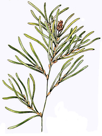 Image:Potamogeton_obtusifoliusBR.jpg