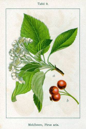 Image:Sorbus_aria.jpg