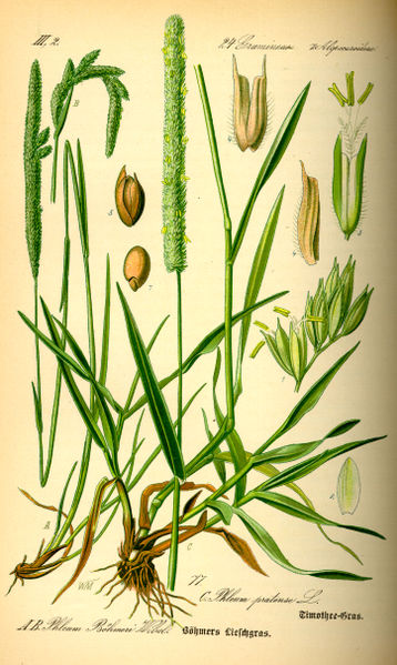 Phleum pratense.jpg