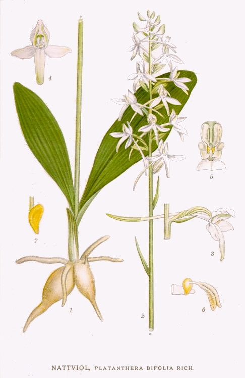 Image:Platanthera_bifolia.jpg